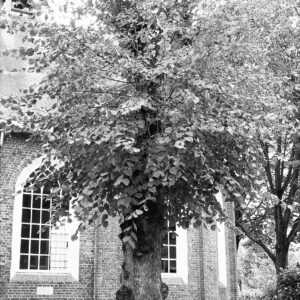 Lees meer over het artikel De Boom en Het Verhaal – bijeenkomst 11 januari – het vervolg