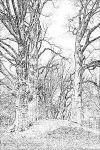 Lees meer over het artikel De Boom en Het Verhaal #2 – programma