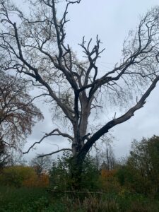 Lees meer over het artikel terugblik op de lezing van 12 december 2024